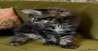 Maine Coon cats - Advert 11