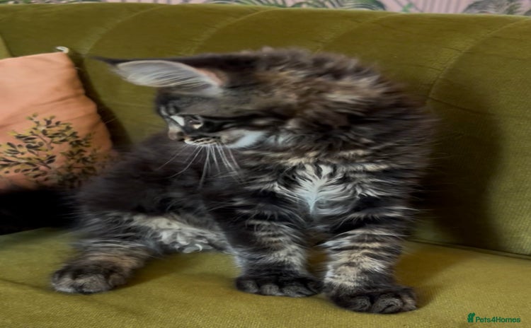 Maine Coon cats - Advert 14