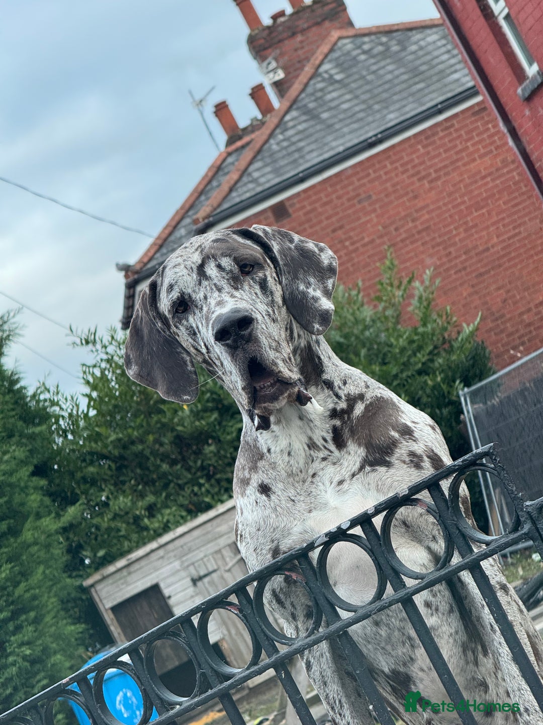 Great Dane dogs for sale: Stunning merl Great Dane for sale!! - Advert 1
