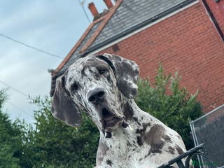 Great Dane dogs Stunning merl Great Dane for sale!! - Advert 5