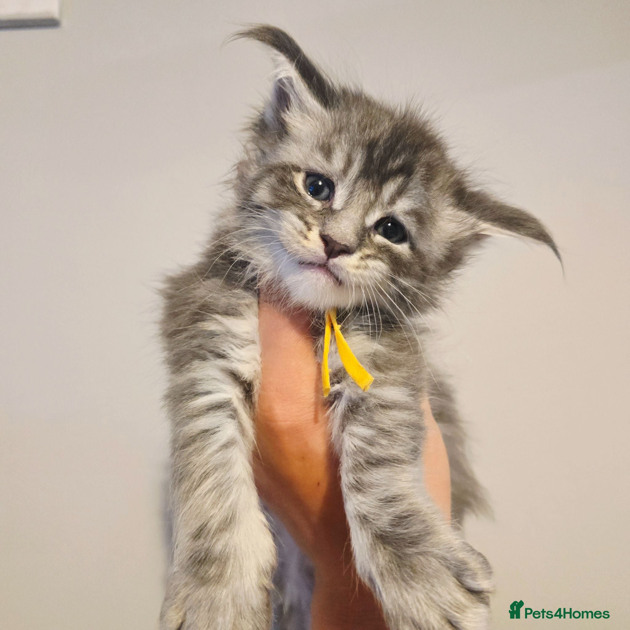 Maine Coon cats Mainecoon tica registered kittens shaded line - Advert 1
