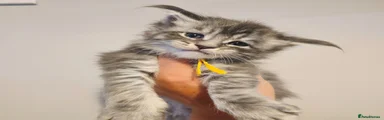 Maine Coon 4