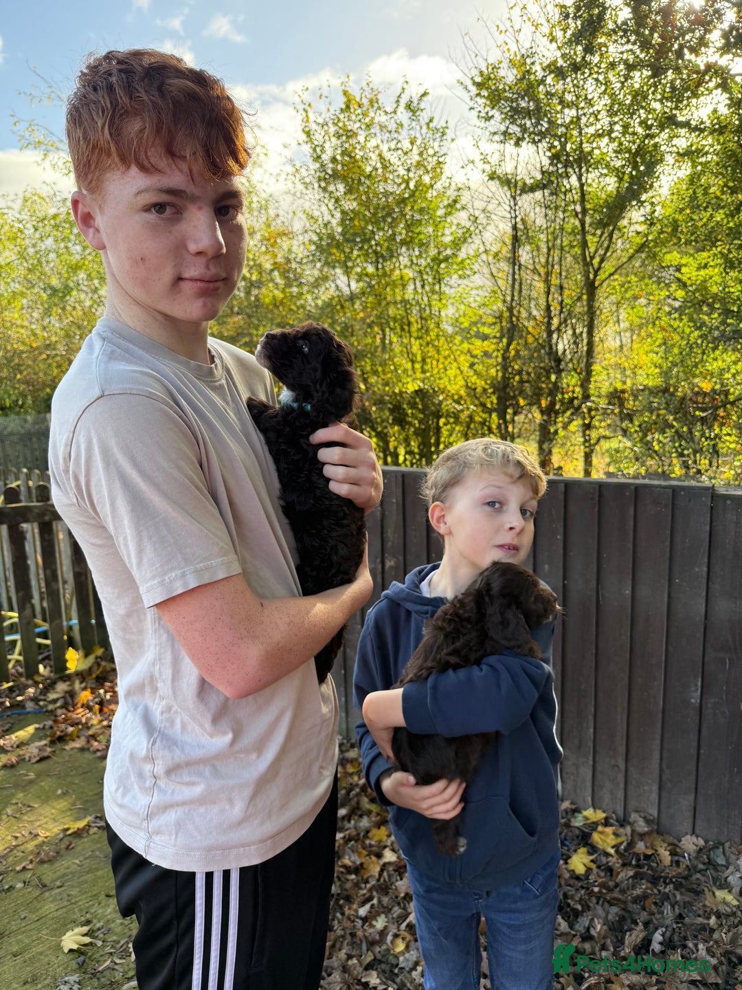 Cockapoo dogs for sale: F1 Cockapoo Puppies - Image 11