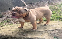 Olde English Bulldogge dogs for stud: 💥olde English bulldog stud💥 - Image 15