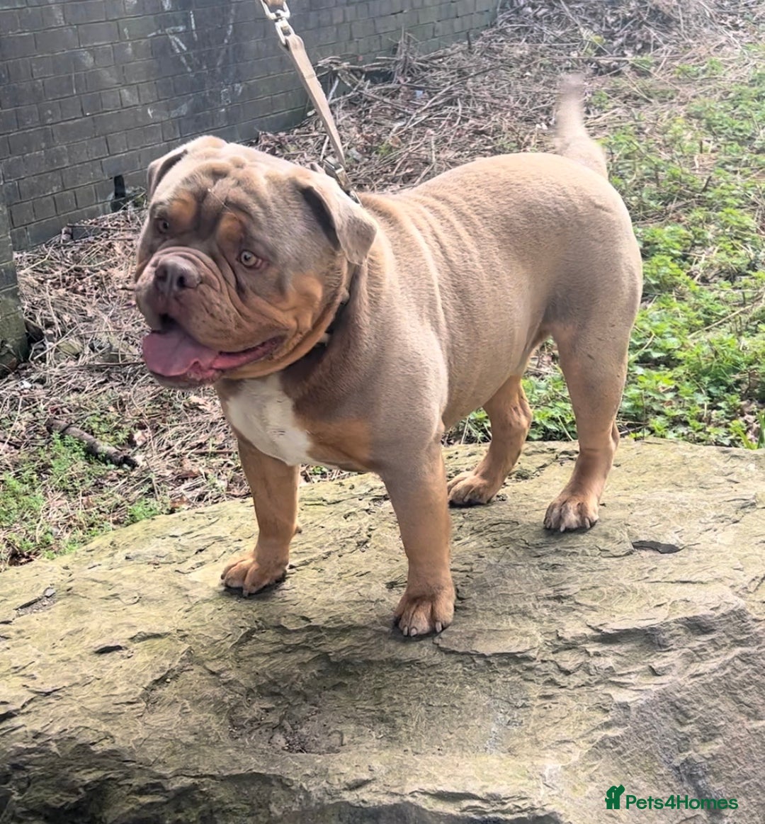 Olde English Bulldogge dogs for stud: 💥olde English bulldog stud💥 - Image 15