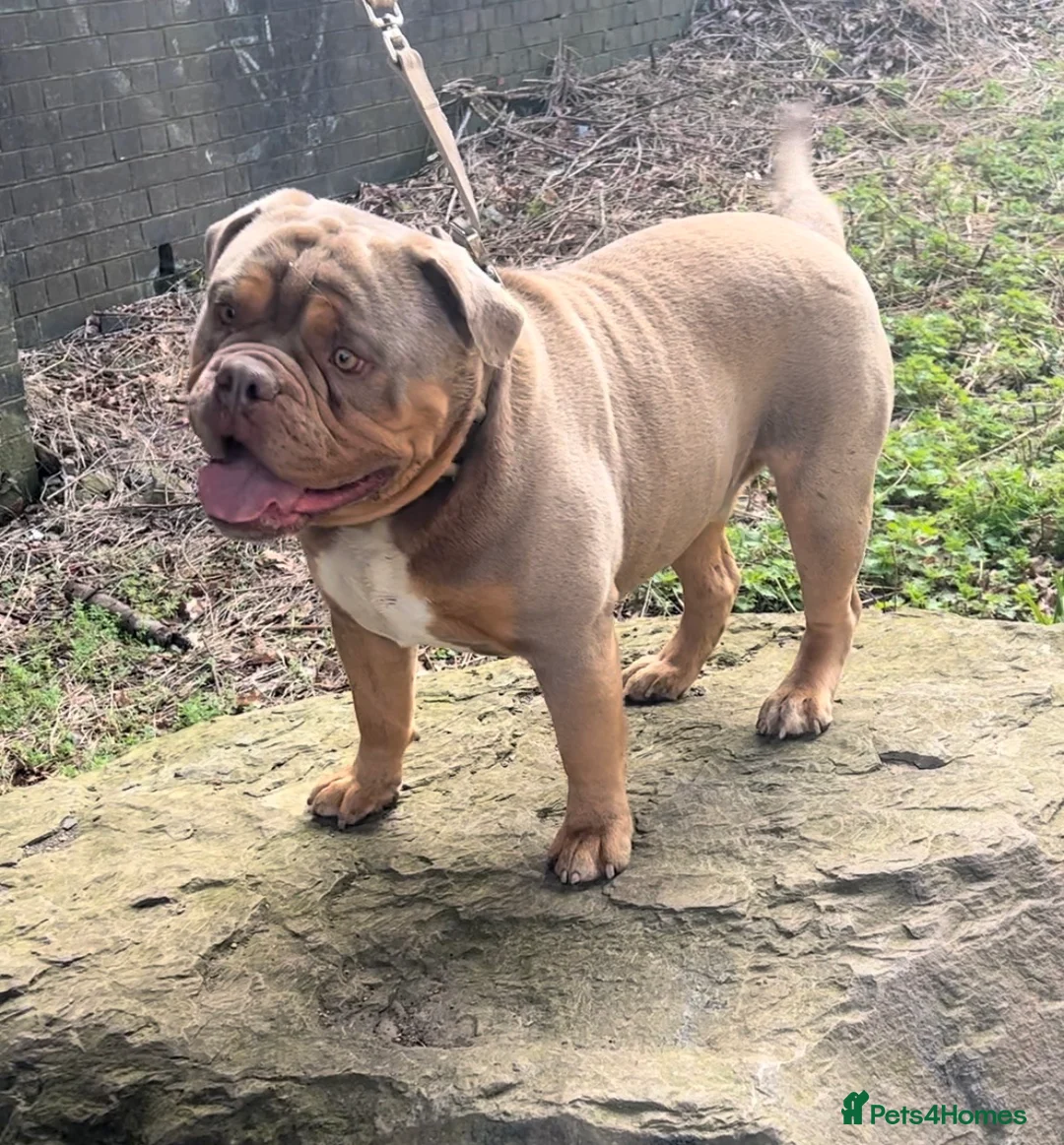 Olde English Bulldogge dogs for stud: 💥olde English bulldog stud💥 - Advert 15