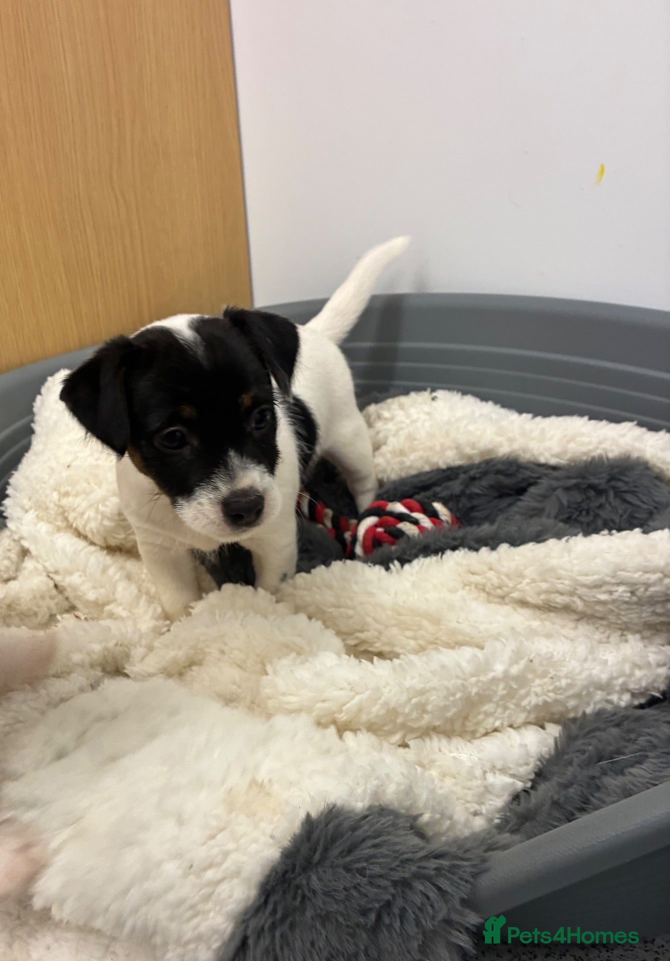 Jack Russell dogs for sale: 1 Beautiful Girl Jack Russell Puppy left🐶 - Advert 3