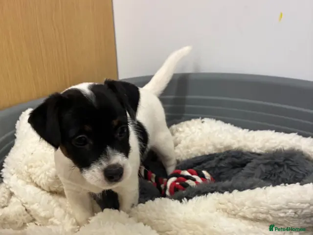 Jack Russell dogs for sale: 1 Beautiful Girl Jack Russell Puppy left🐶 - Advert 3