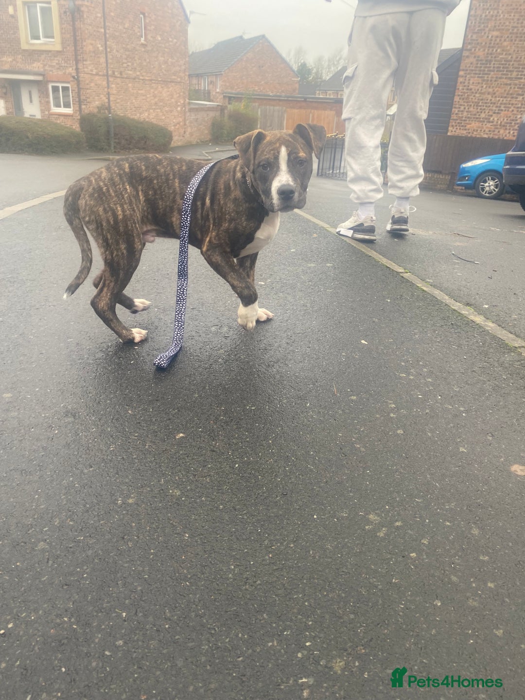 Alapaha Blue Blood Bulldog dogs for sale: Alapaha blue bulldog puppy  - Image 2