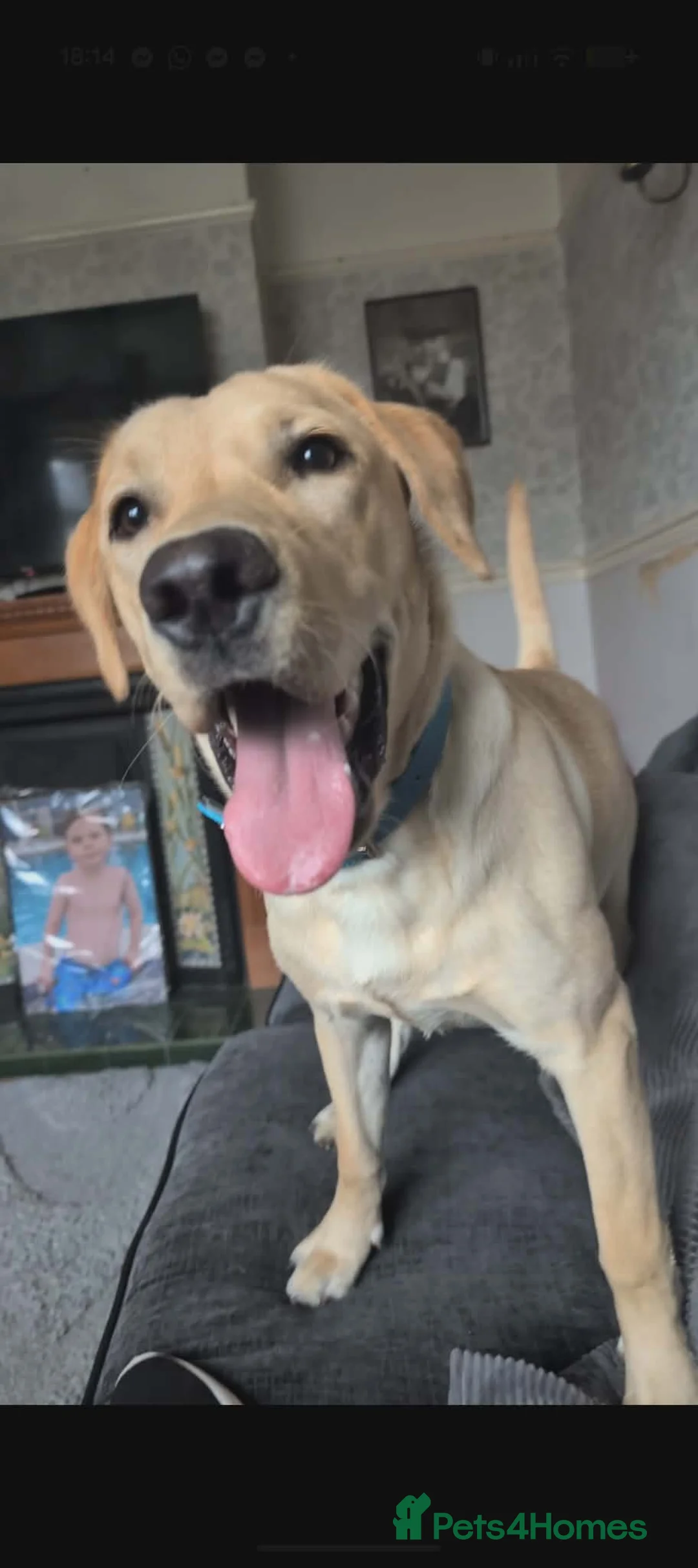 Labrador Retriever dogs for sale: Handsome labrador retriver  - Advert 6