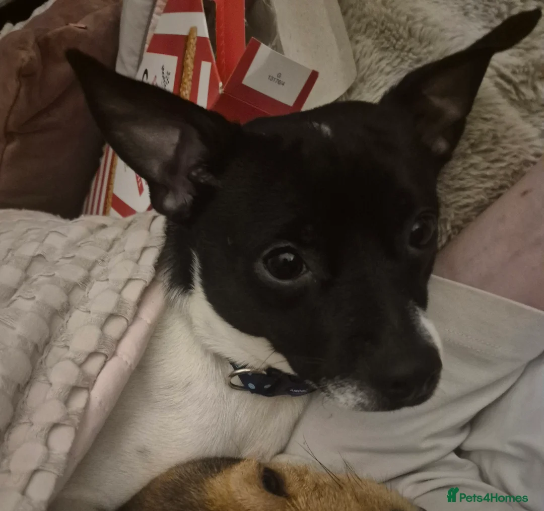 Jack Chi dogs for stud: Chihuahua x Jack Russell For Stud - Advert 5