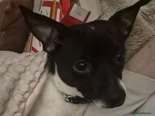 Jack Chi dogs Chihuahua x Jack Russell For Stud - Advert 10