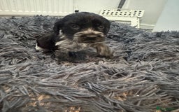 Cocker Spaniel dogs for sale: ⭐ STUNNING SHOW COCKER PUPPIES ⭐  - Image 2