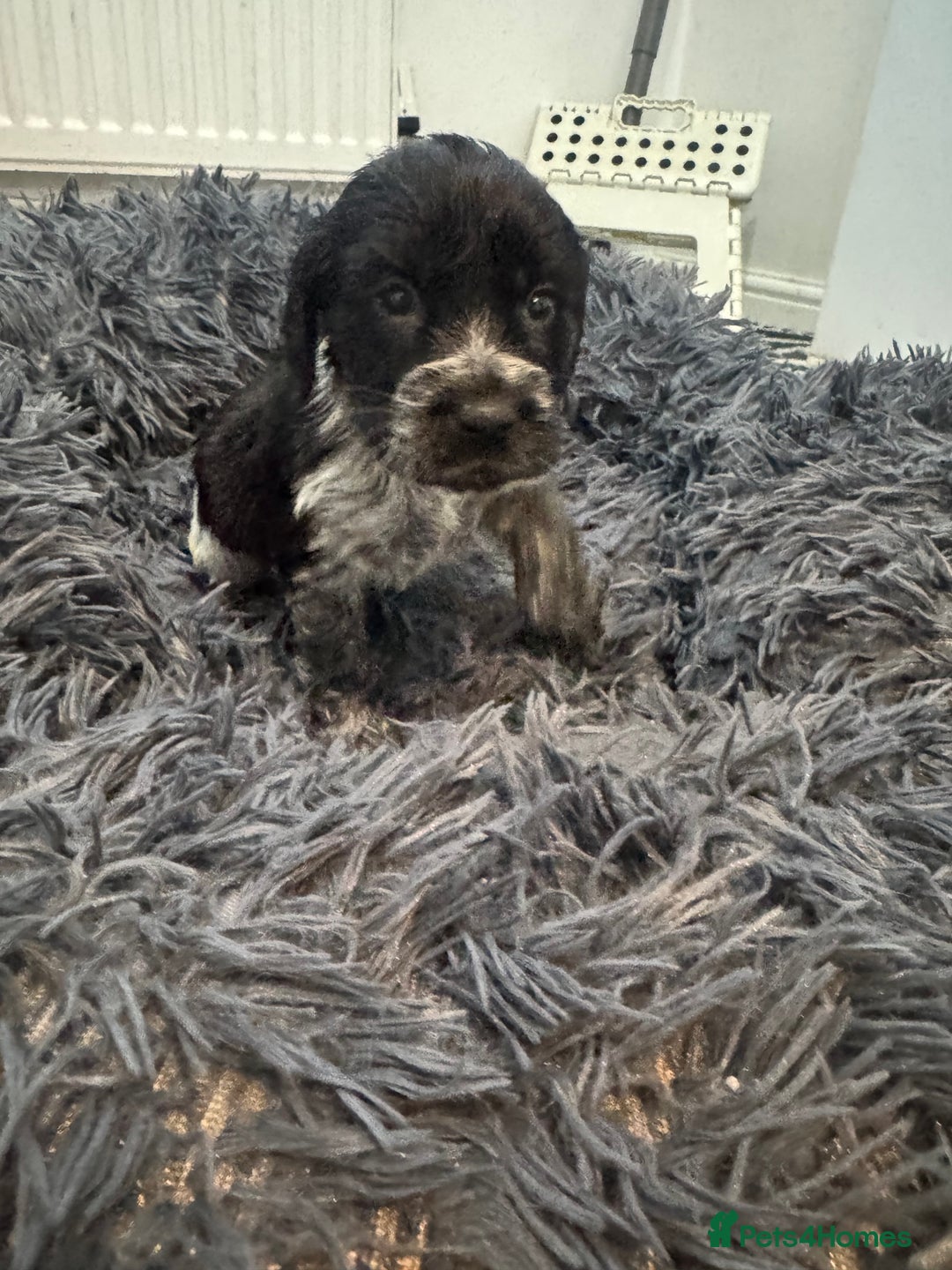 Cocker Spaniel dogs for sale: ⭐ STUNNING SHOW COCKER PUPPIES ⭐  - Image 2