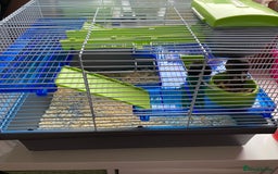 Mouse rodents for sale: 2 sets of 2 mice - Image 2