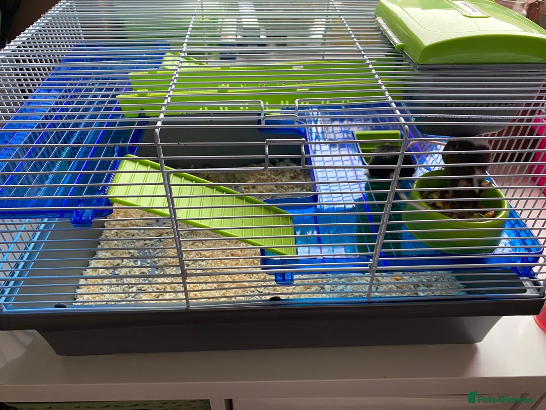 Mouse rodents for sale: 2 sets of 2 mice - Image 2