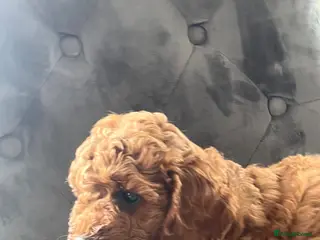 Mixed Breed dogs Cavapoo miniature - Advert 2