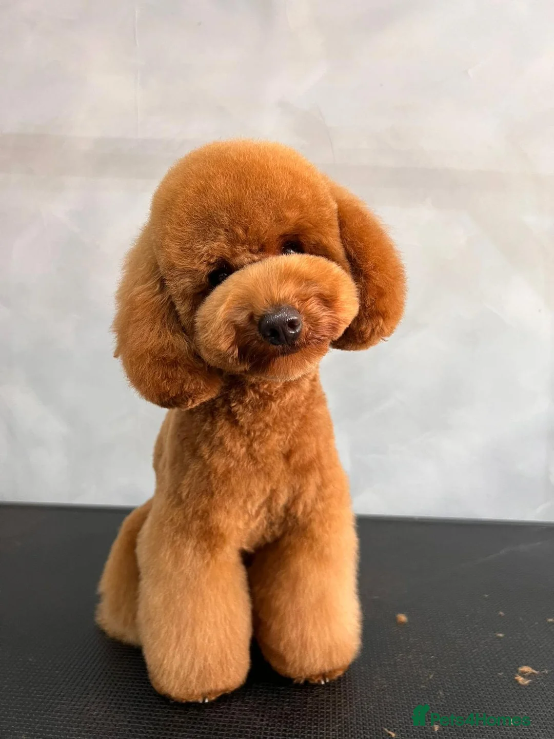 Toy Poodle dogs for stud: kc regd Deep red Toy Poodle for Stud - Advert 5