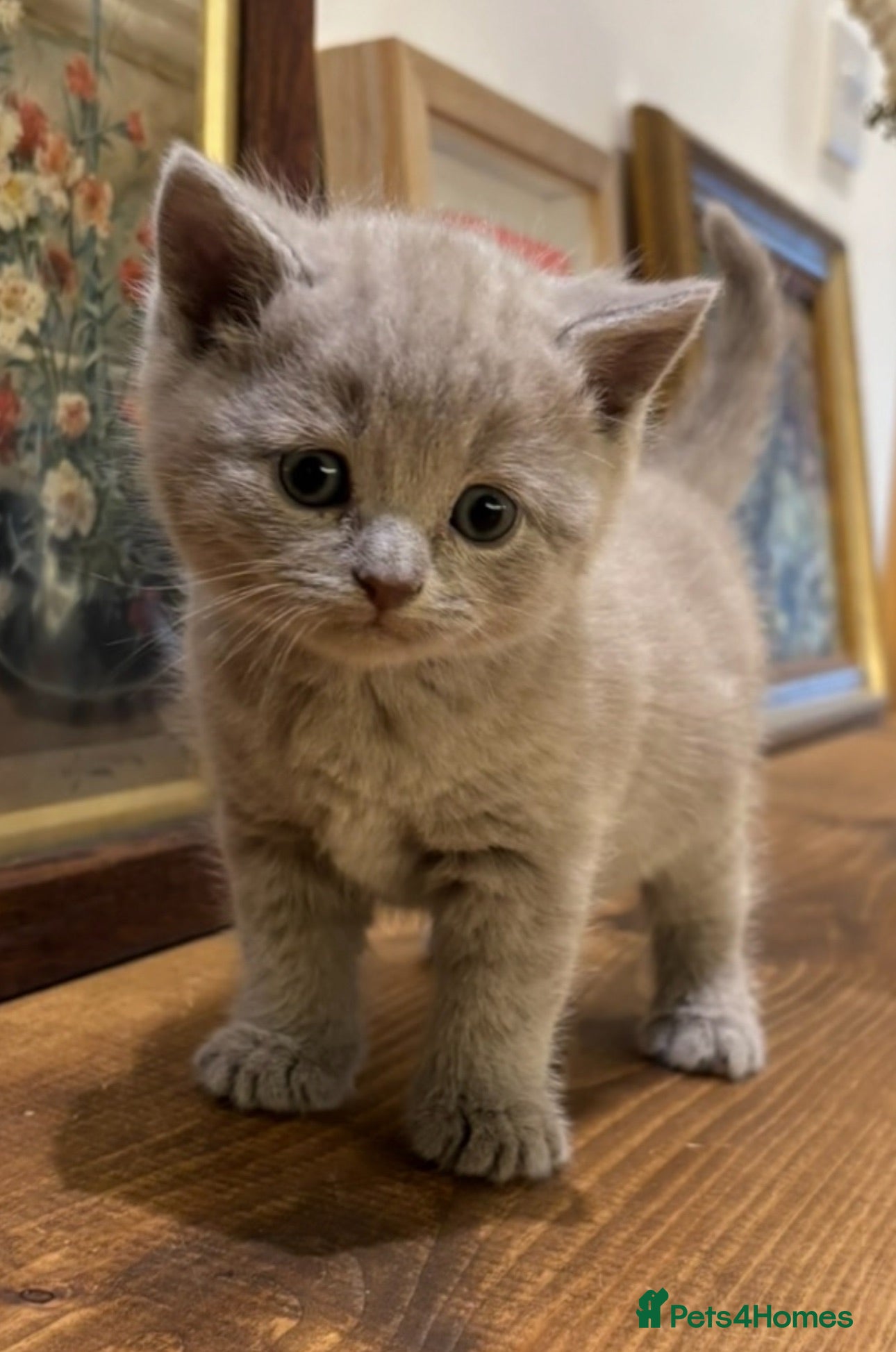 British Shorthair cats TICA registered Champion Bloodline BSH Kittens - Advert 15
