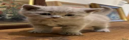 British Shorthair cats for sale: TICA registered Champion Bloodline BSH Kittens - Advert 1