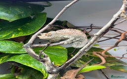 Chameleon reptiles for sale: 6 month old Jackson chameleon  in Plymouth - Image 4