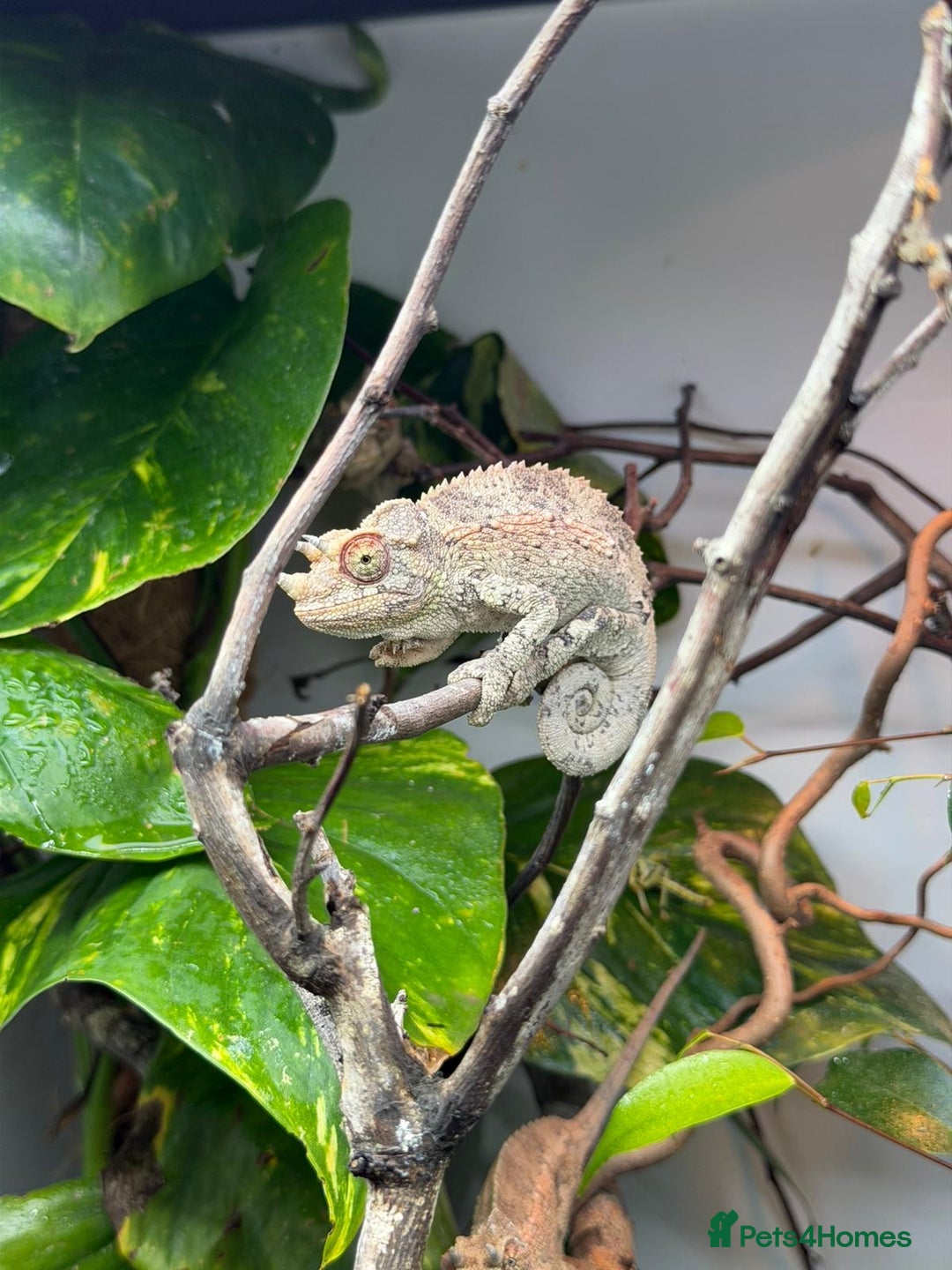 Chameleon reptiles for sale: 6 month old Jackson chameleon  in Plymouth - Image 4