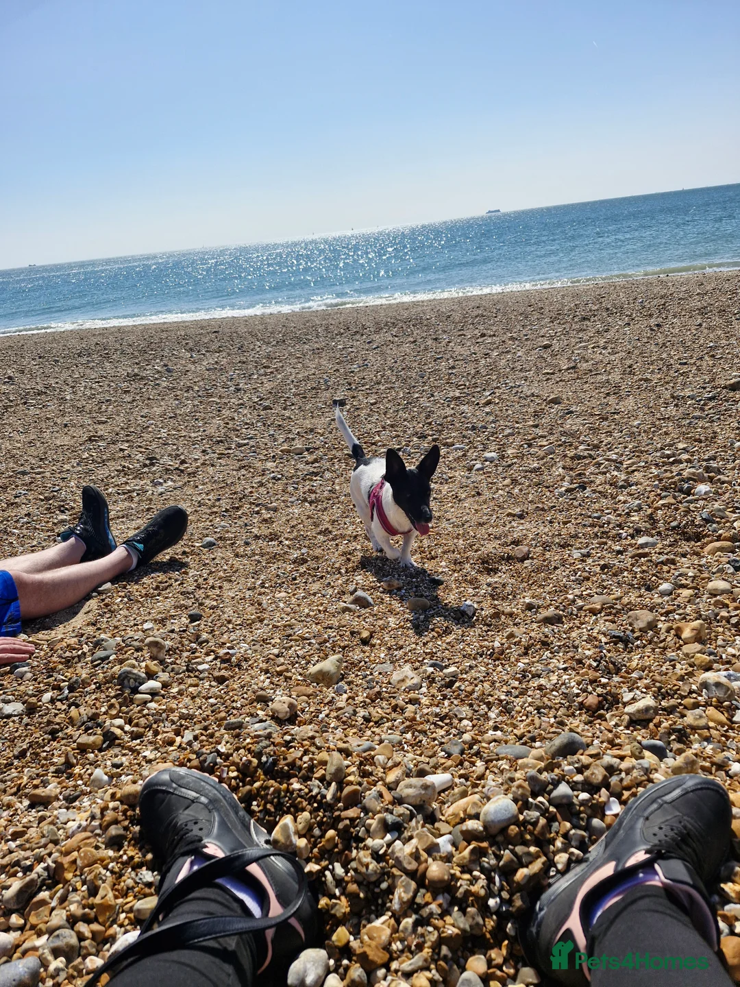 Jack Russell dogs for sale: Family dog  - Advert 4