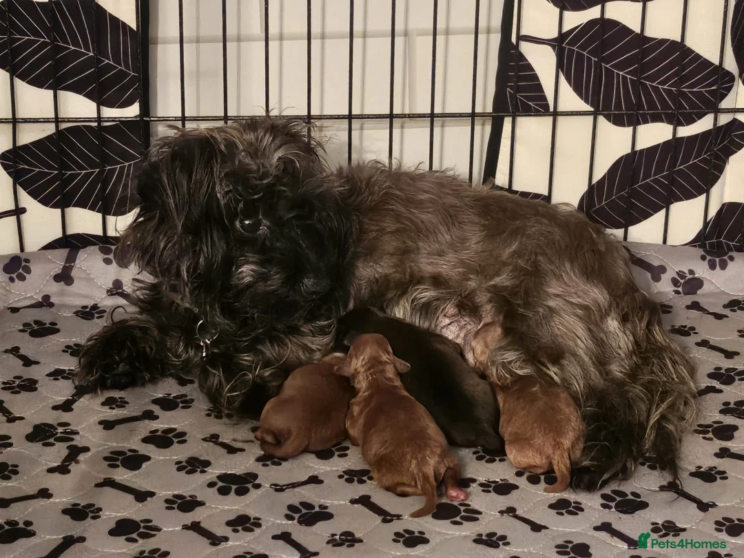 Mixed Breed dogs for sale: F1B Cockapoo Puppies – KC Toy Poodle Sired in Halifax - Advert 12