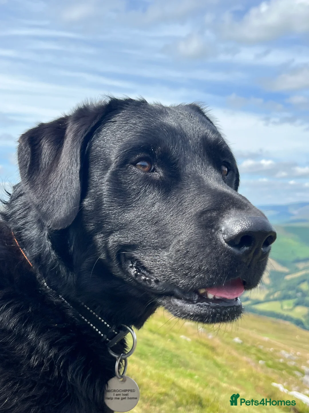 Labrador Retriever dogs for stud: Proven, KC Reg, fully health tested Labrador stud - Advert 2