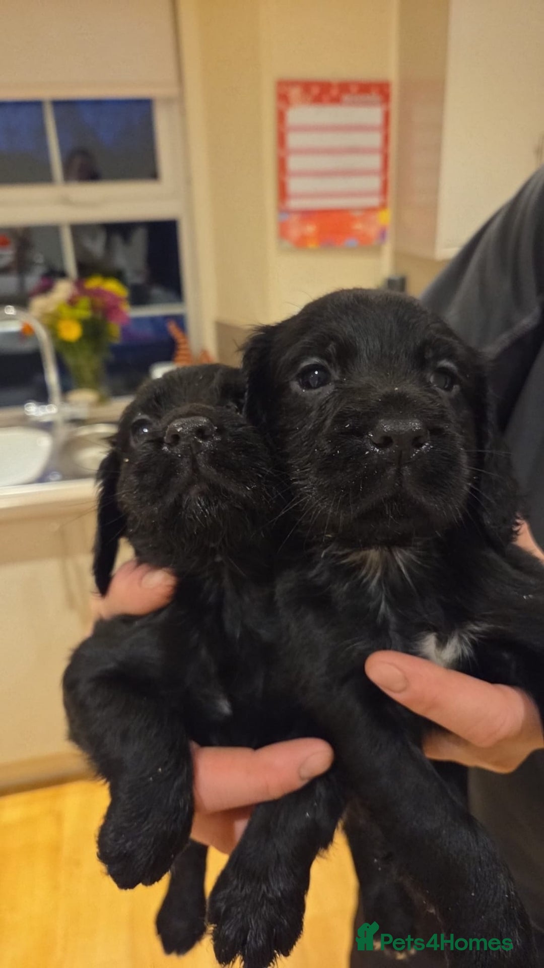 Cocker Spaniel dogs for sale: Cocker spaniel pups for sale - Advert 2