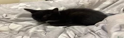 British Shorthair cats for sale: 2 lovely British short hair kittens - Advert 17