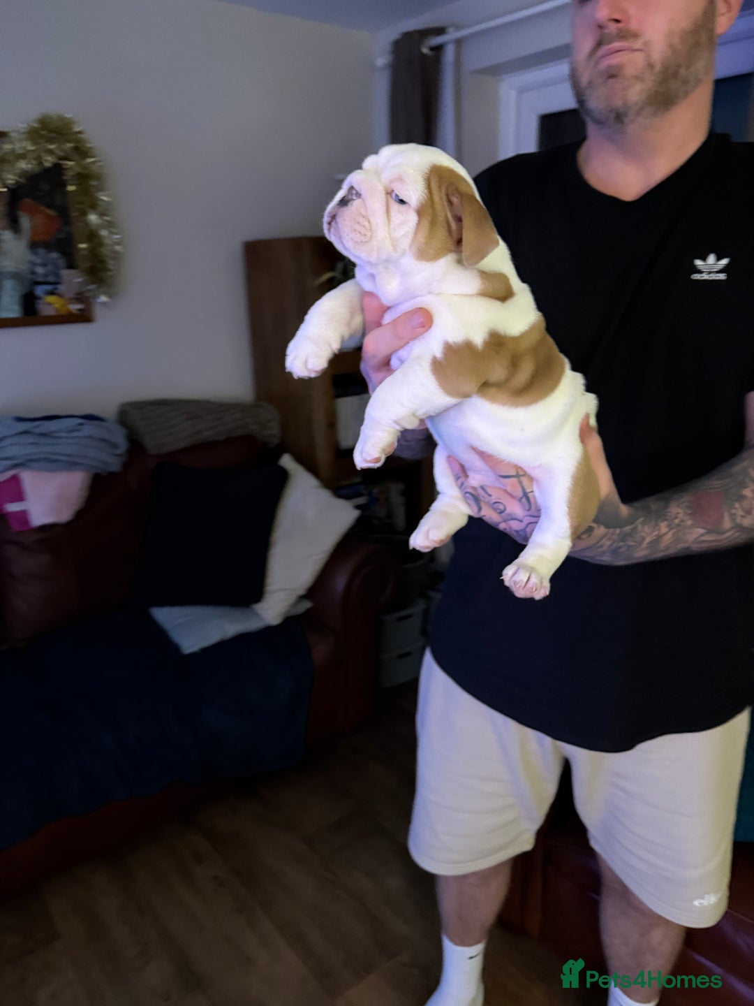 English Bulldog dogs for sale: British Bulldog Puppy for sale - Advert 2