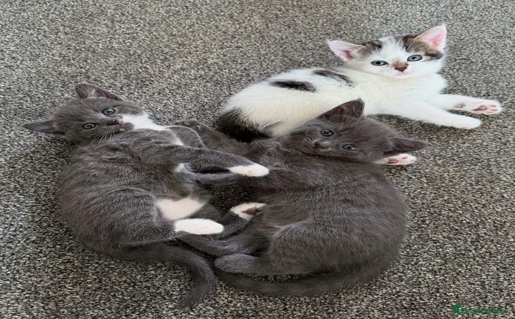 Mixed Breed cats - Advert 11