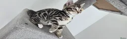 Bengal cats for sale: Bengal Mixed Kittens - Advert 31