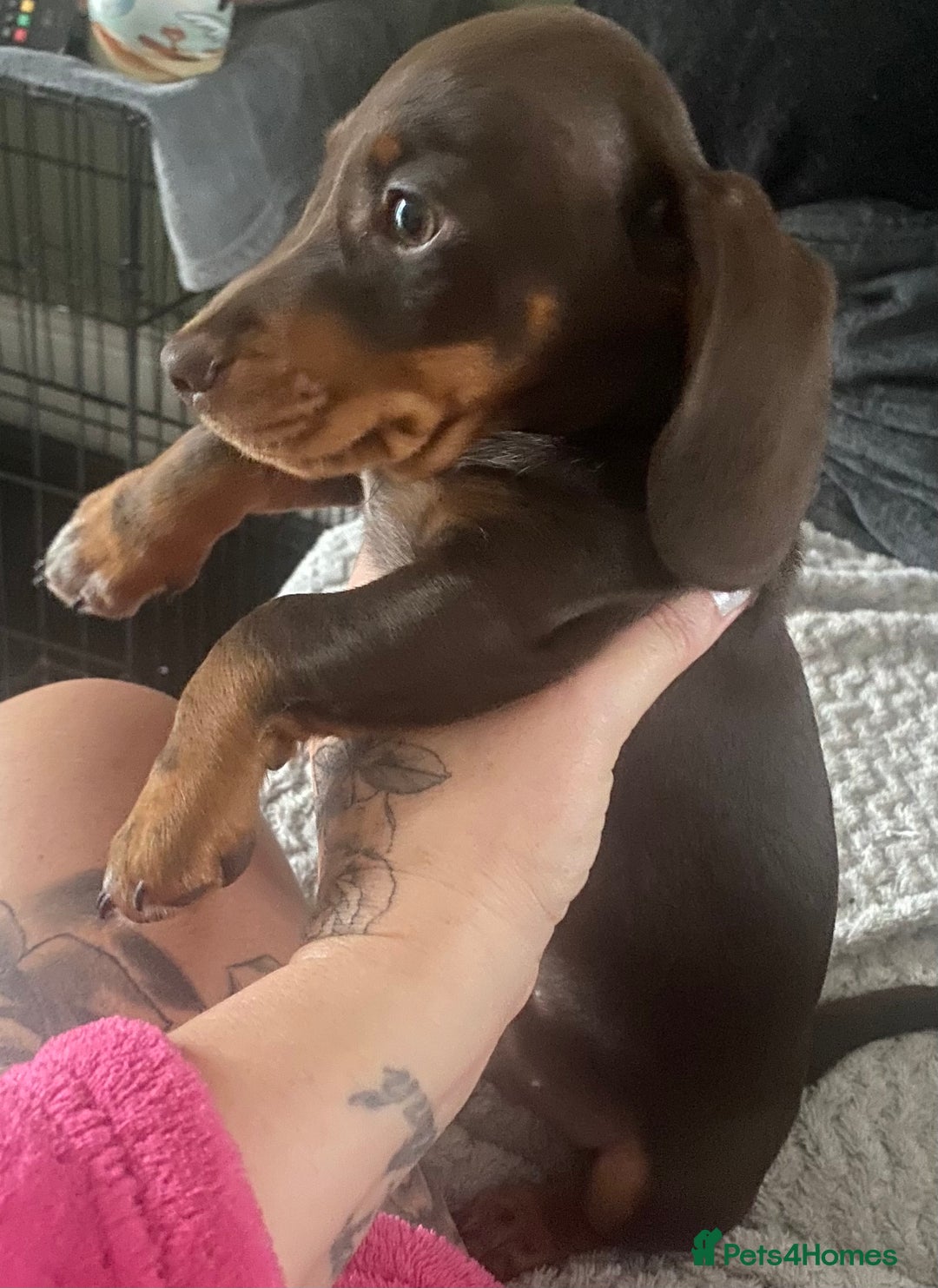 Dachshund dogs for sale: dashounds boys choc and tan - Image 1