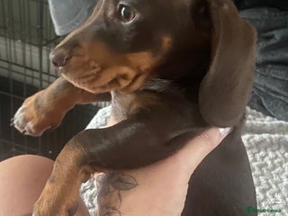 Dachshund dogs - Advert 6