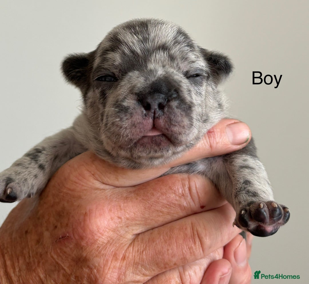 French Bulldog dogs for sale: French Bulldog Puppies - Image 1
