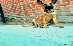 Mixed Breed dogs for sale: Bullherder girl  - Image 2