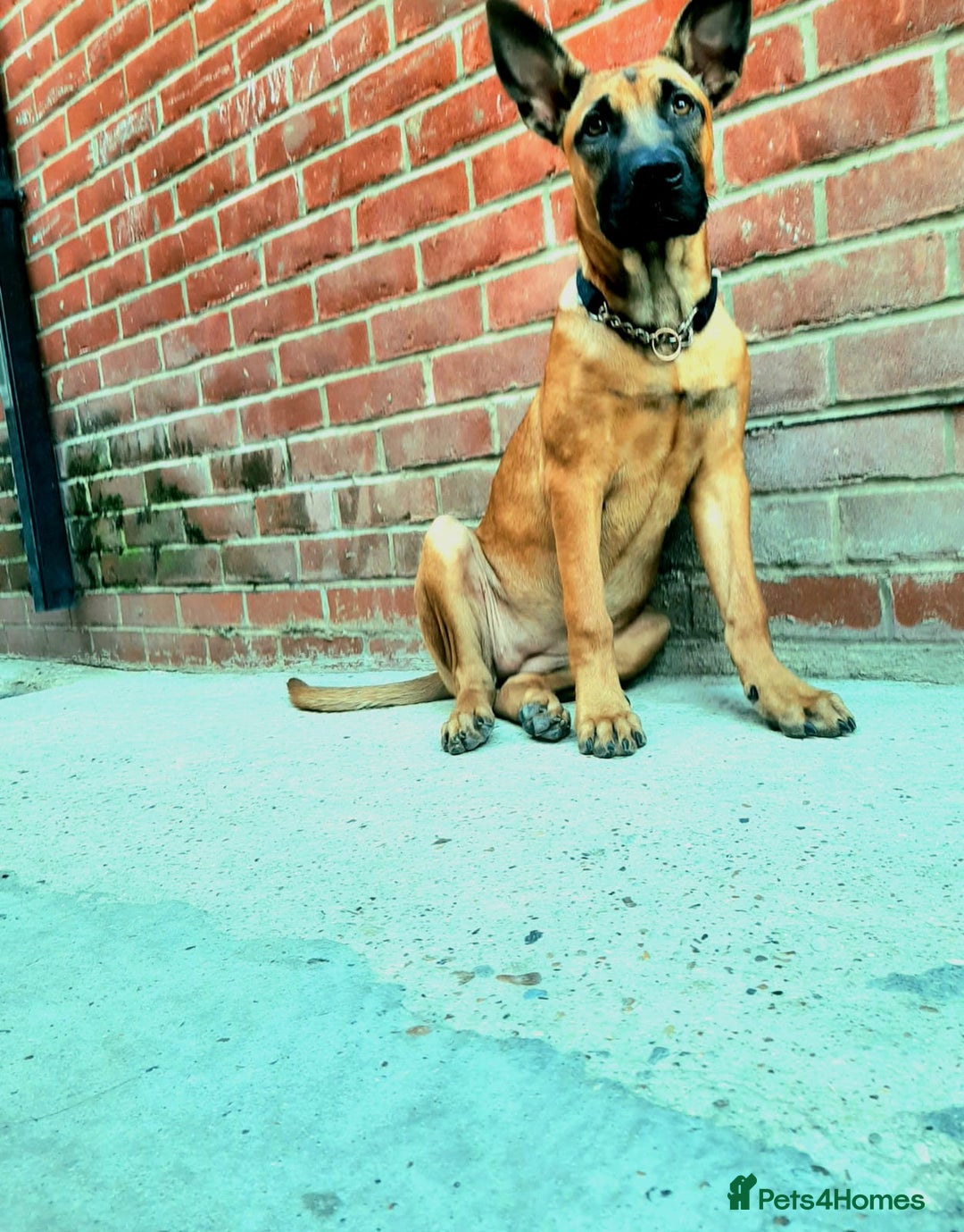 Mixed Breed dogs for sale: Bullherder girl  - Image 2