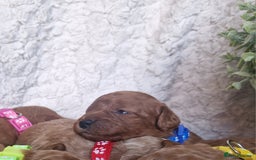 Cavapoo dogs for sale: Health tested stunning cavapoos - Advert 8