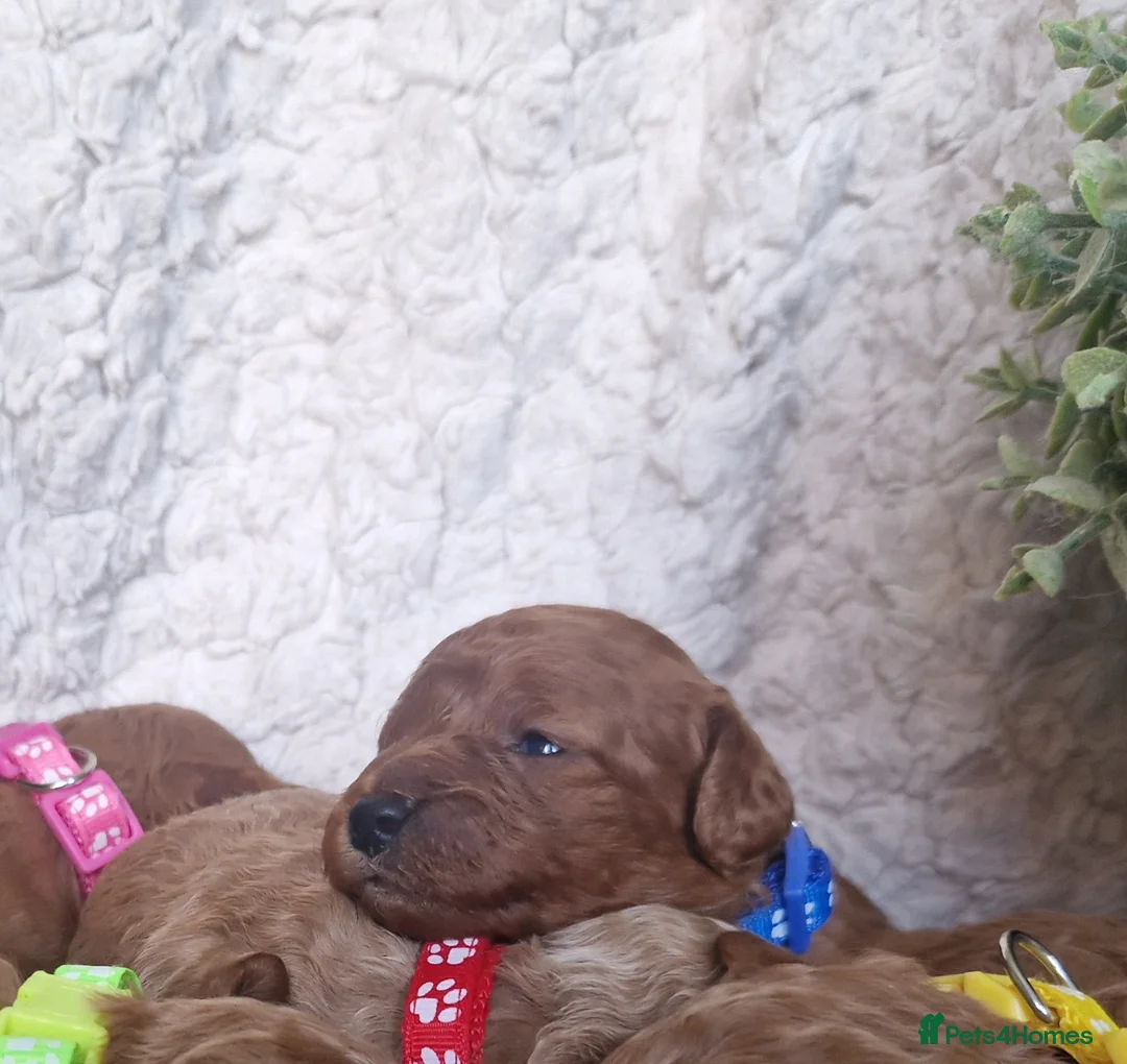 Cavapoo dogs for sale:  1 boy remaining. Health tested stunning cavapoos - Advert 11
