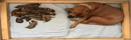 Rhodesian Ridgeback dogs for sale: Rhodesian Ridgeback Puppies in Bath - Advert 9