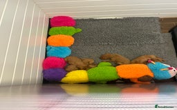 Hungarian Vizsla dogs for sale: Hungarian Wirehaired Vizsla Puppies  - Image 6