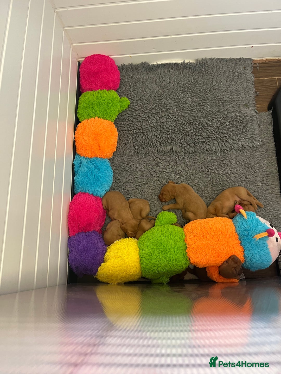 Hungarian Vizsla dogs for sale: Hungarian Wirehaired Vizsla Puppies  - Image 6