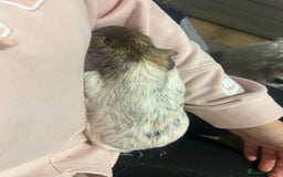 Guinea Pig rodents for sale: bonded male guinea pigs 8months  - Advert 11