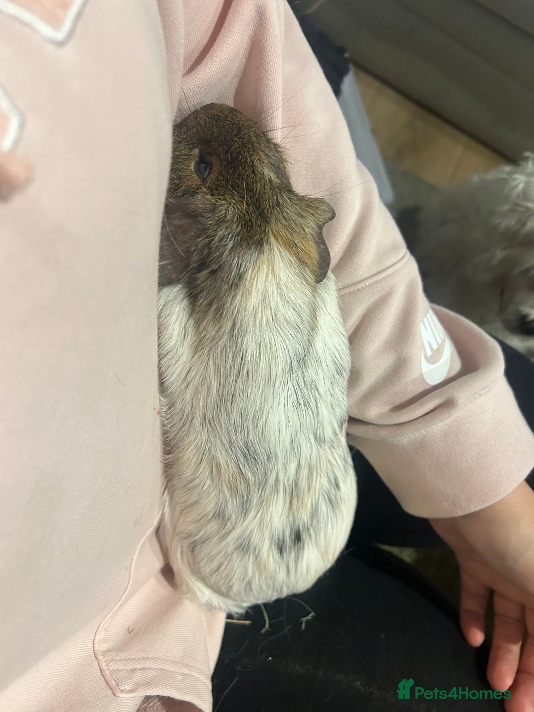 Guinea Pig rodents for sale: bonded male guinea pigs 8months  - Advert 11