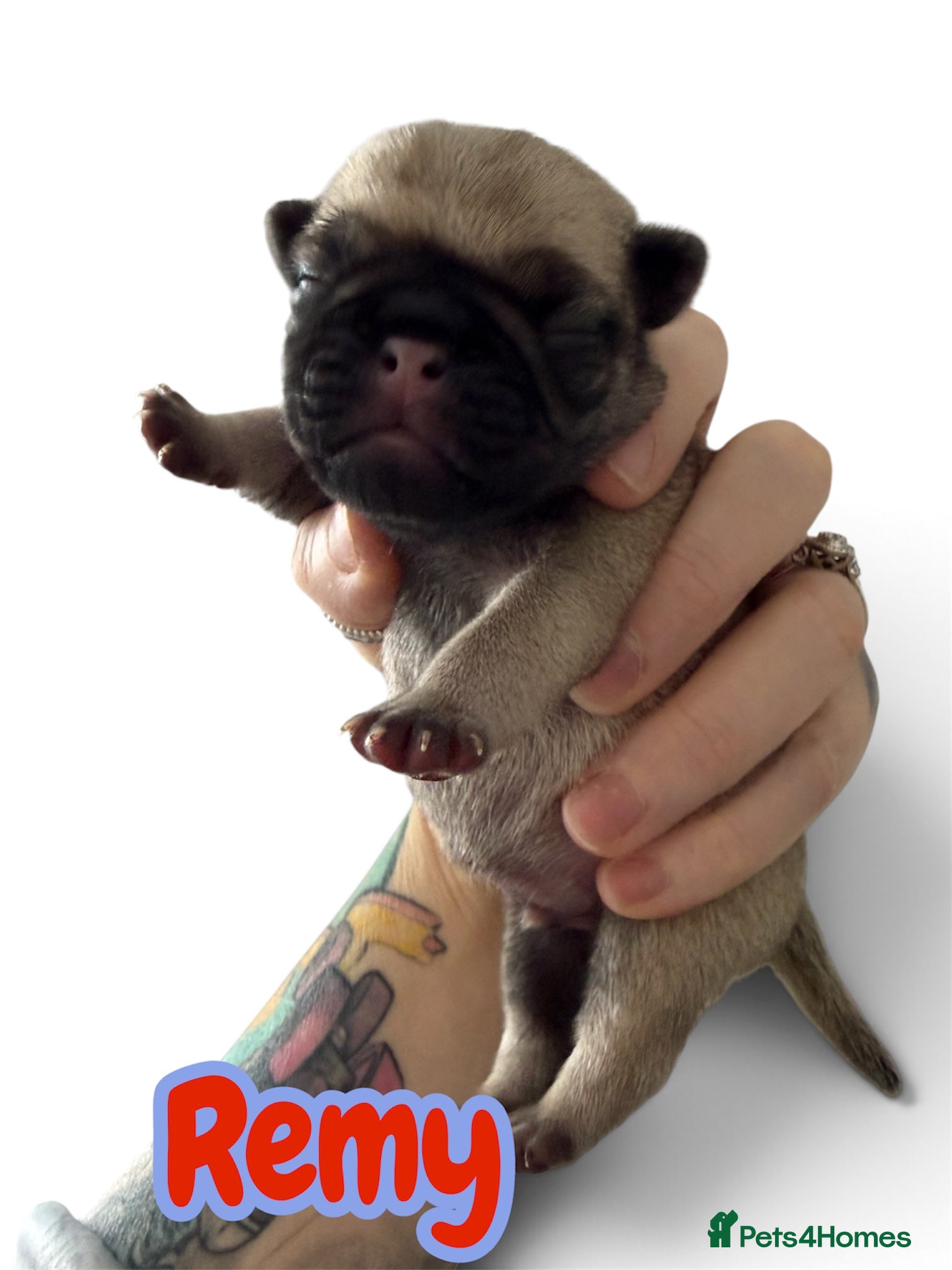 Pug dogs for sale: Pug puppies for sale  - Advert 2