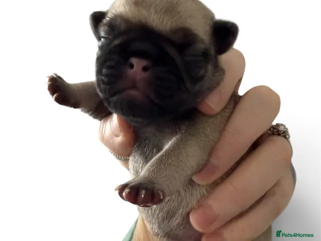 Pug dogs for sale: Pug puppies for sale - Advert 2