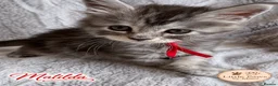 Maine Coon cats for sale: 🌿 THE HERITAGE COLLECTION 🌿 - Advert 24