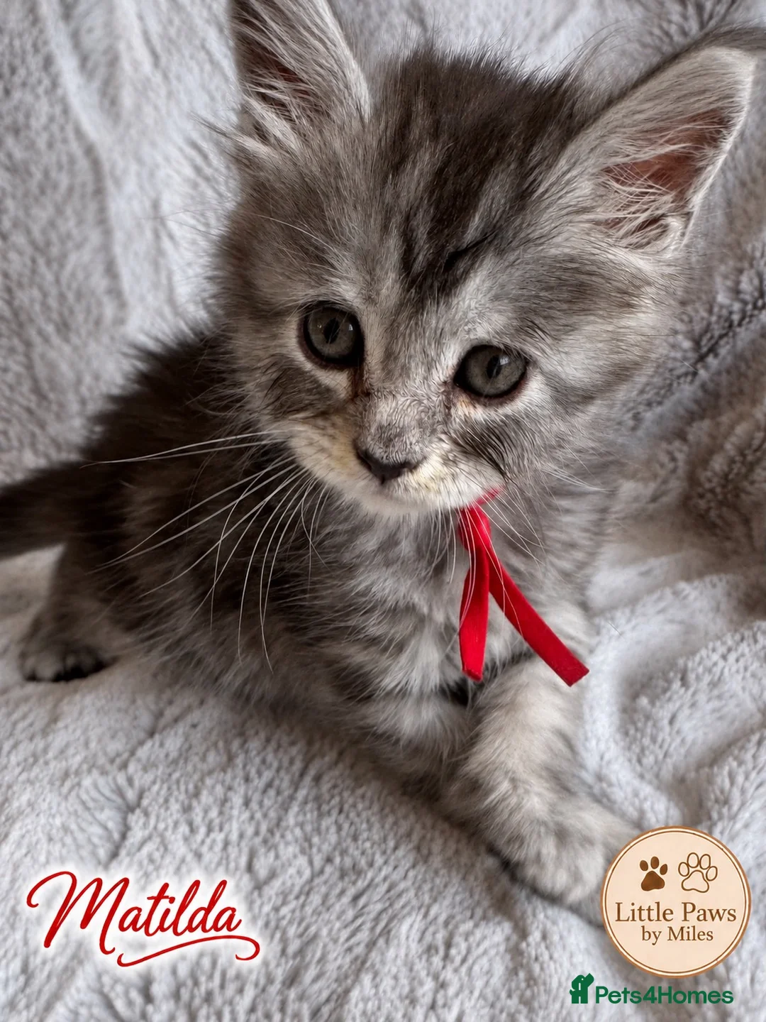 Maine Coon cats for sale: 🌿 THE HERITAGE COLLECTION 🌿 - Advert 24